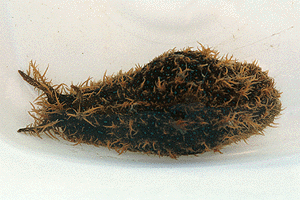 �Ƃ����߂ӂ炵