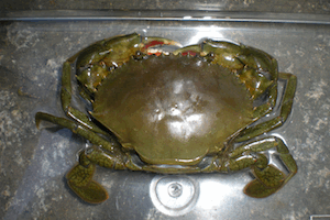 �Ƃ��̂����肪����