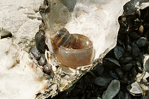 �g�T�J�M���|