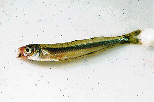 �g�E�S���E�C���V