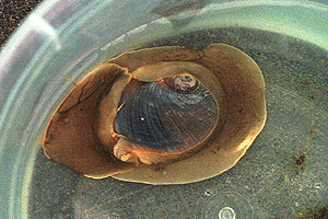 �߂�����