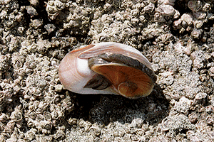 �߂������Q