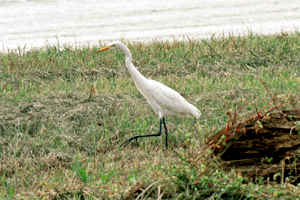 ���イ����