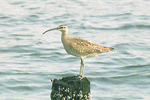 ���イ���Ⴍ����