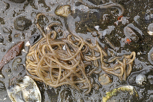 ���݂����߂�