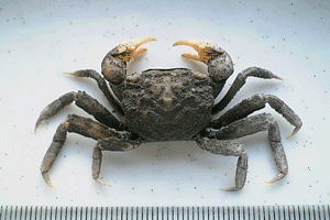 ������ׂ񂯂�����