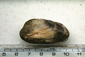 �E�l�i�V�g�}���K�C