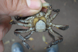 �������ӂ���ނ�