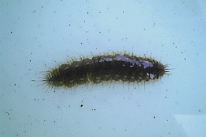 ���낱�ނ�