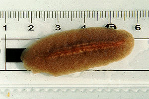 �����Ђ�ނ�