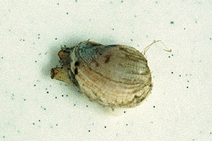 �E�X�J���V�I�c�K�C