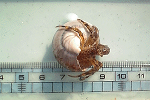 ���r�i�K�z�����h�J��