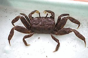 ���}�g�I�T�K�j