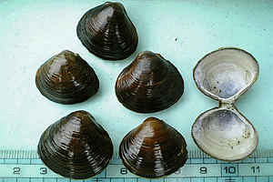 ���}�g�V�W�~