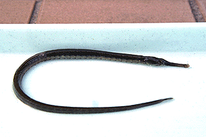 ���E�W�E�I