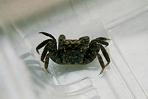 ��т����ׂ񂯂�����