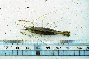 ���r�i�K�X�W�G�r