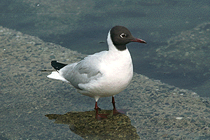 ��肩����