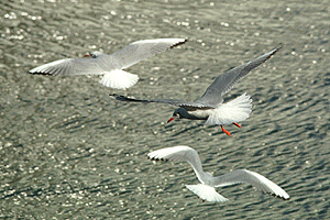 ��肩����