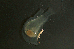 ���E���C�{��